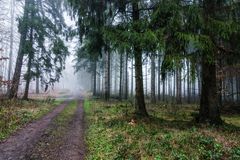 Nebel im Wald