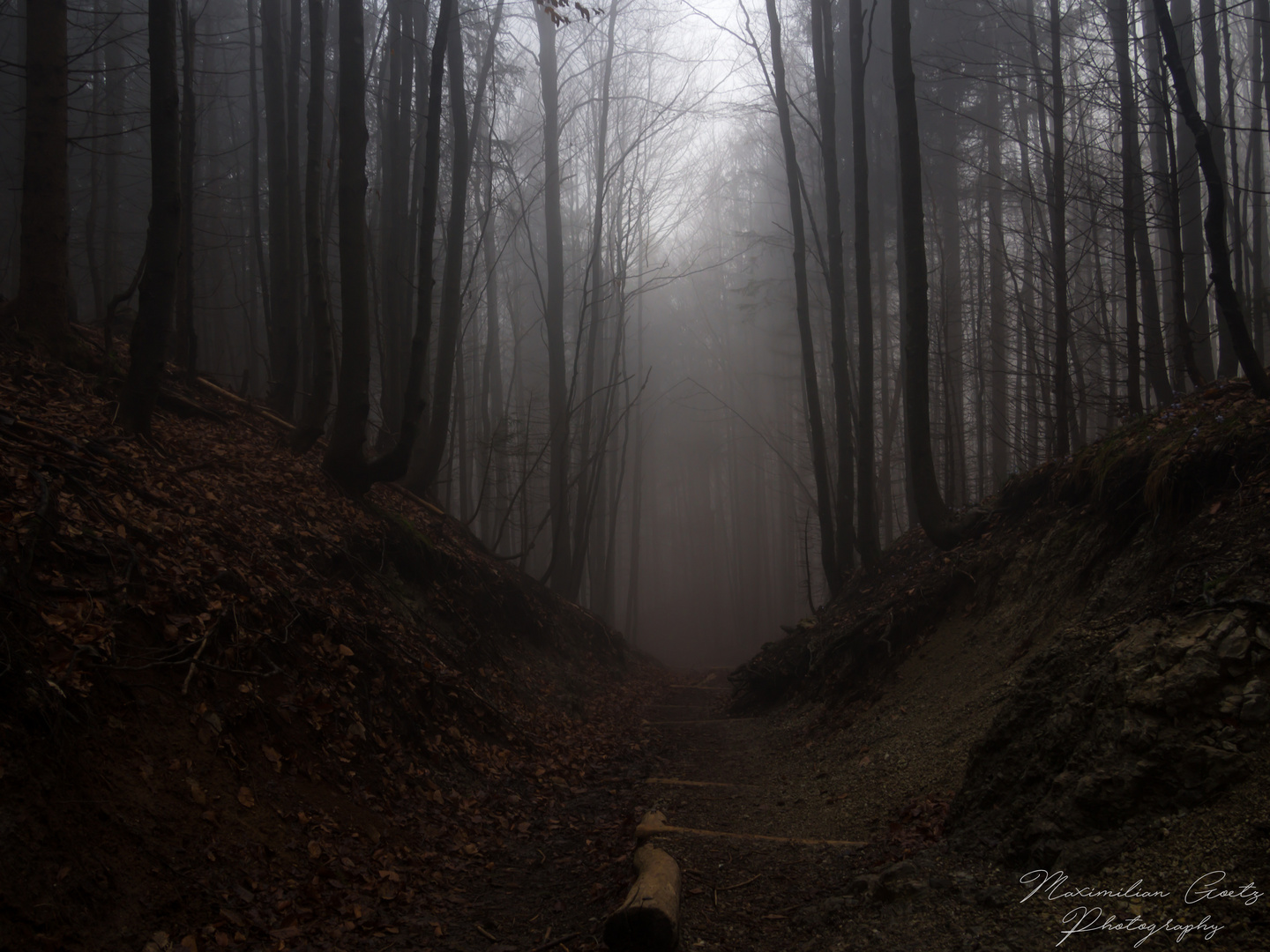 Nebel im Wald