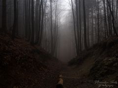 Nebel im Wald