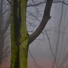 Nebel im Wald