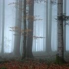 Nebel im Wald