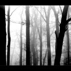 °._.°Nebel Im Wald °._.°