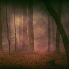 Nebel im Wald