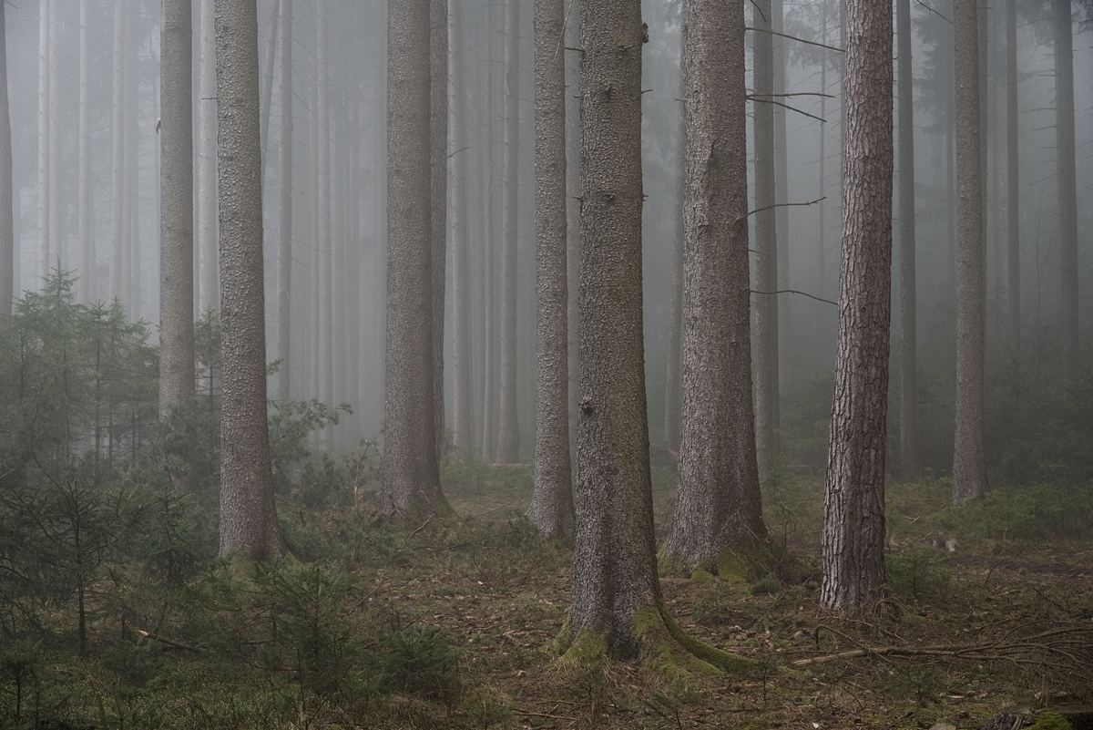 Nebel im Wald II