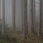 Nebel im Wald II