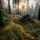 Nebel im Wald ,Taunus 