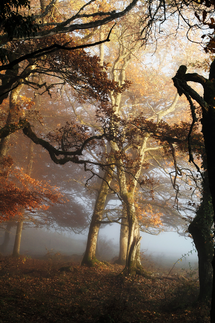 Nebel im Wald vor der Auflösung