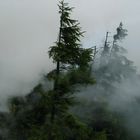 Nebel im Walde