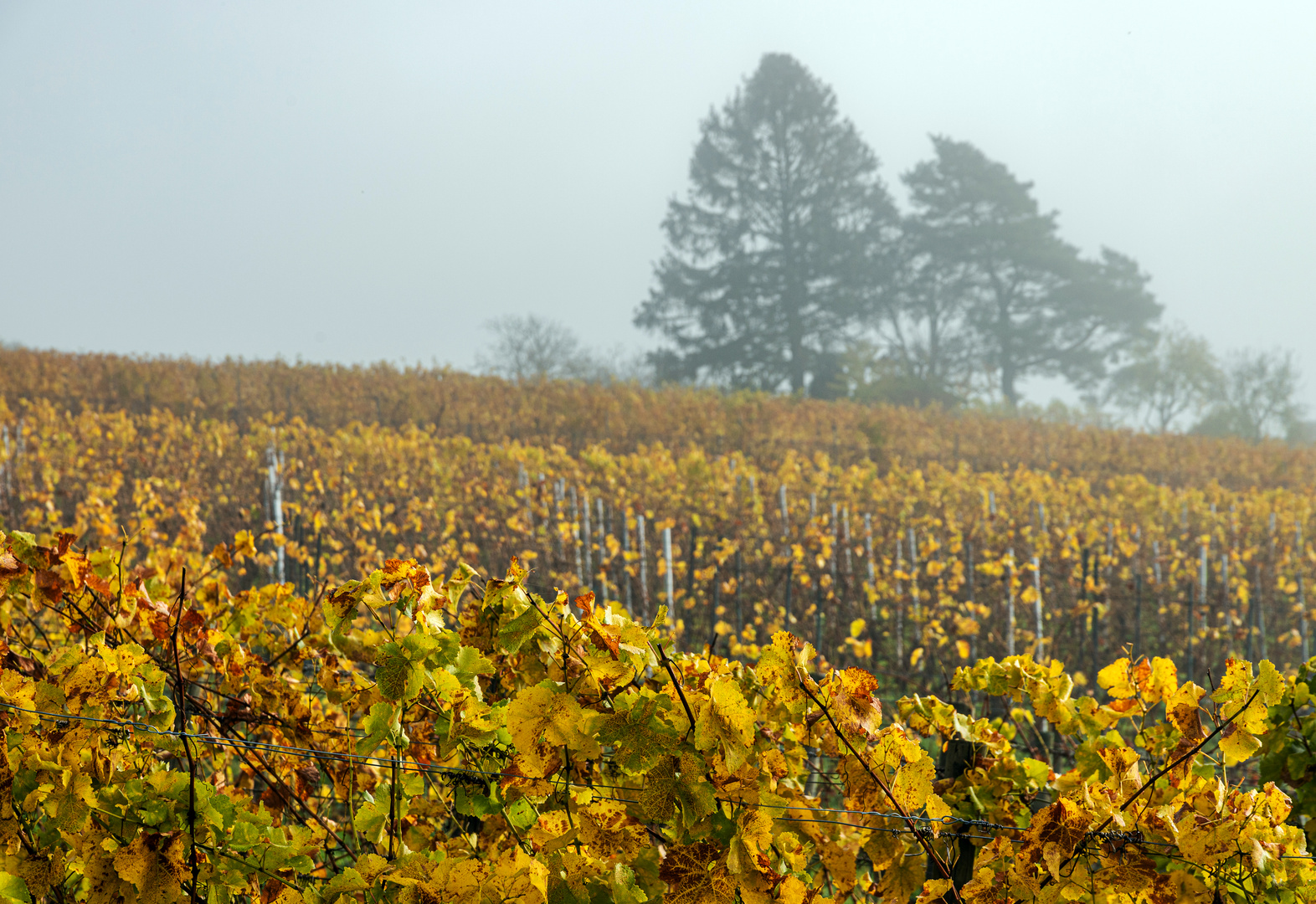 Nebel im Weinberg