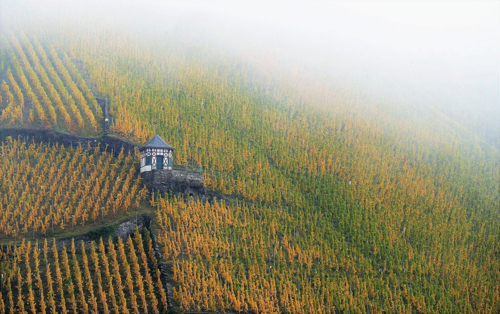 Nebel im Weinberg