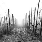 Nebel im Weinberg