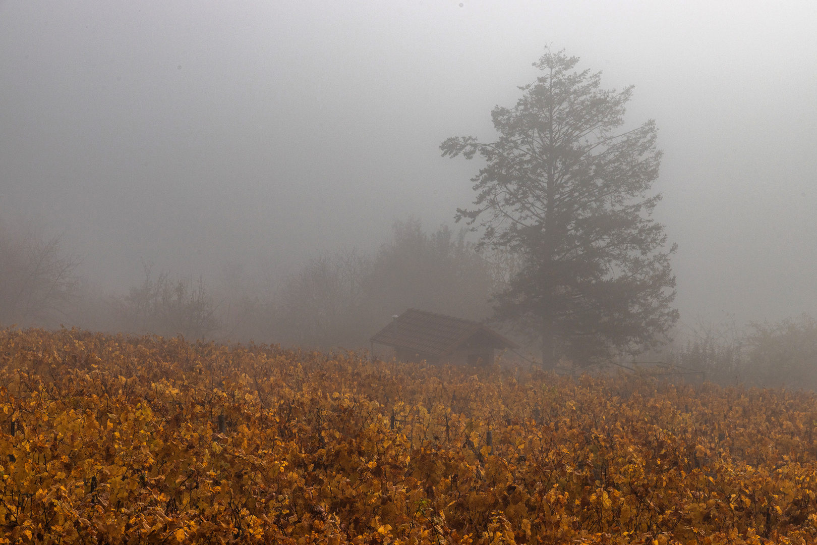 Nebel im Weinberg