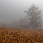 Nebel im Weinberg