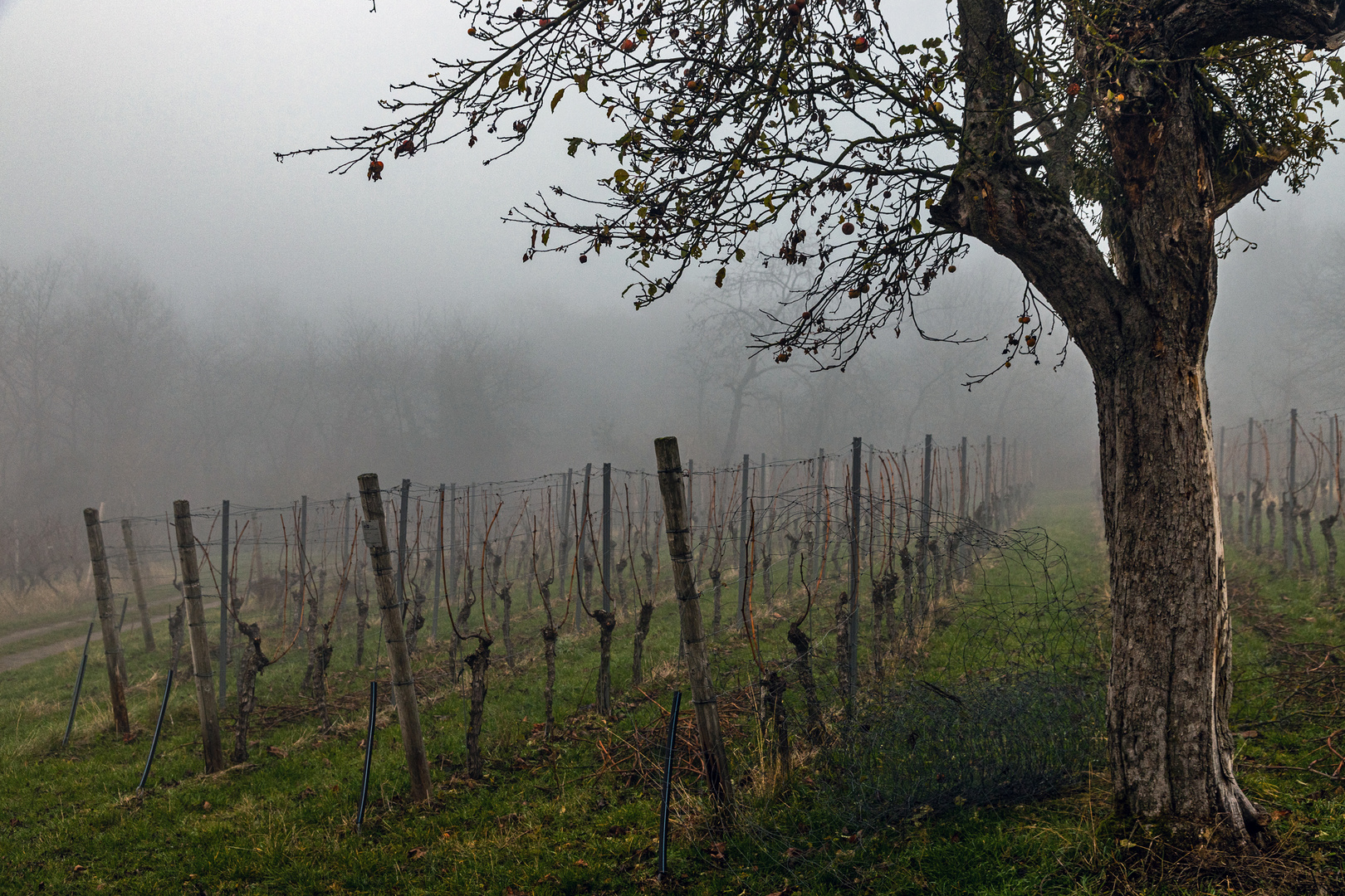 Nebel im Weinberg