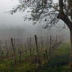 Nebel im Weinberg