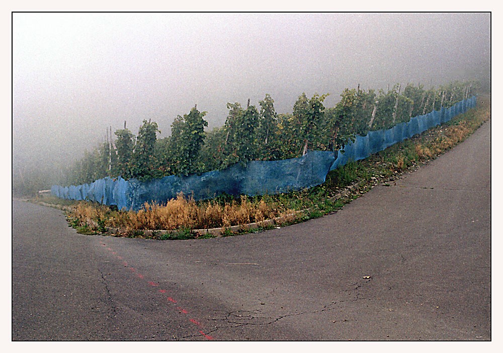 Nebel im Weinberg