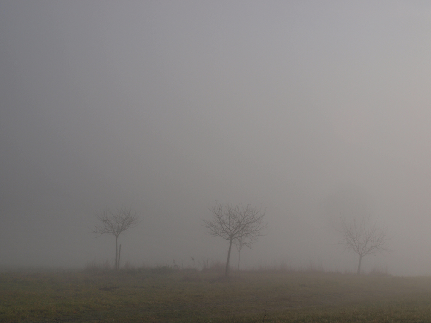 Nebel im Westerwald