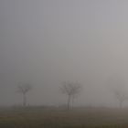 Nebel im Westerwald