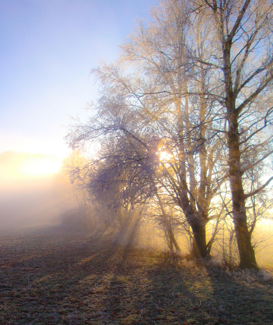 Nebel im Westerwald