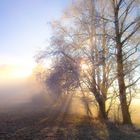 Nebel im Westerwald