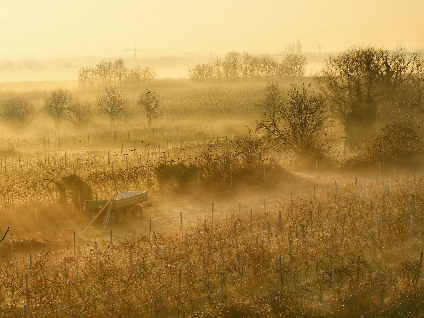 Nebel im Wingert