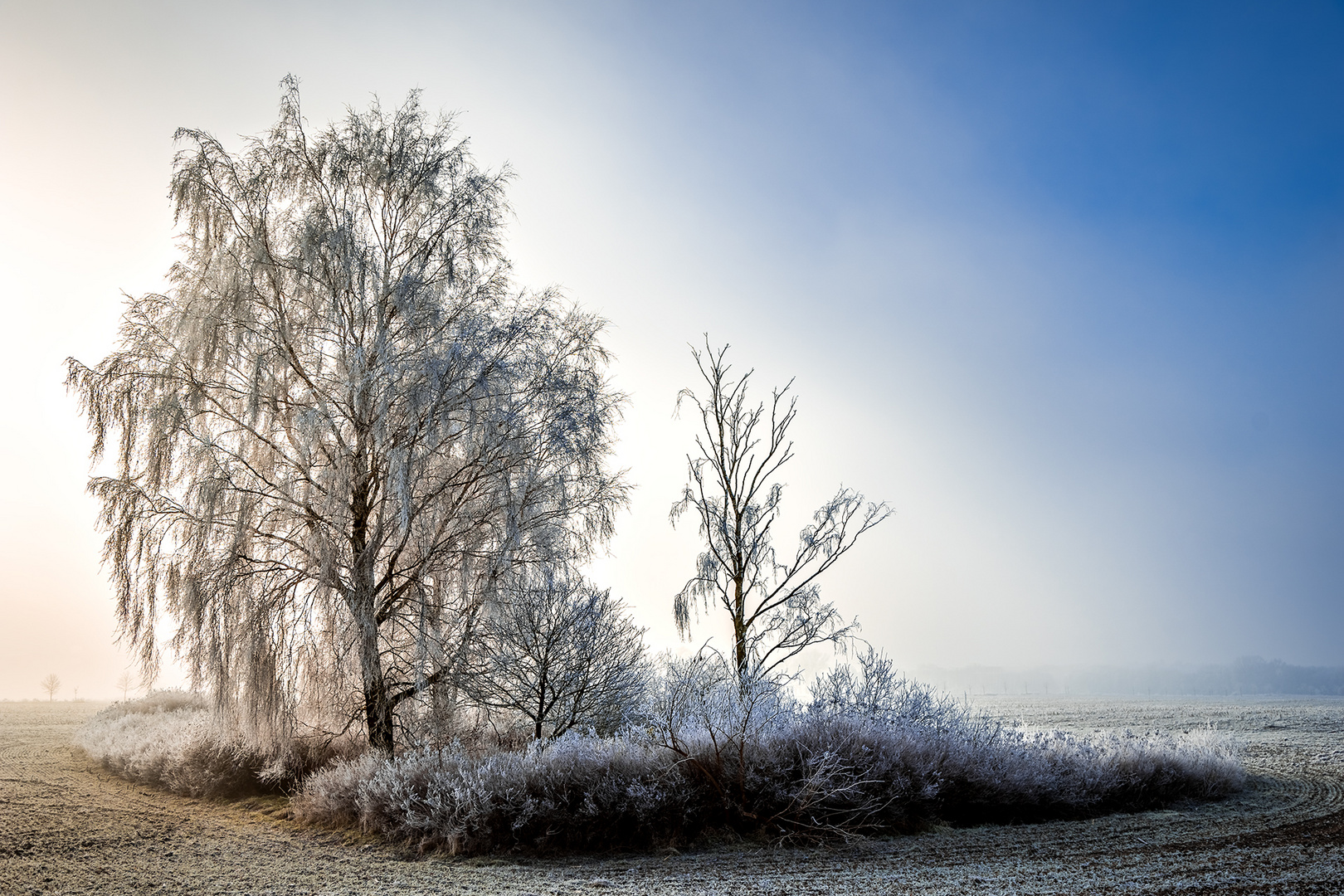 Nebel im Winter 01