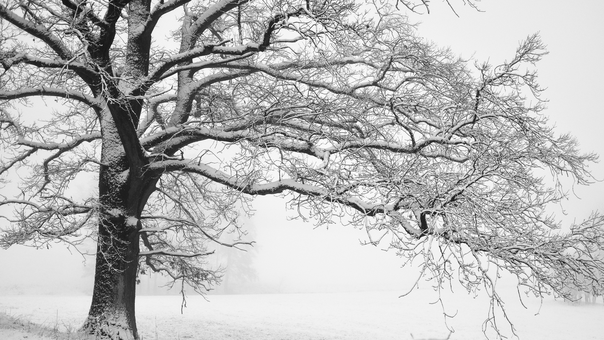 Nebel im Winter