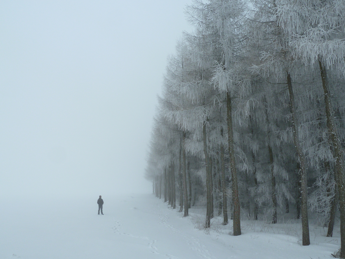 Nebel im Winter