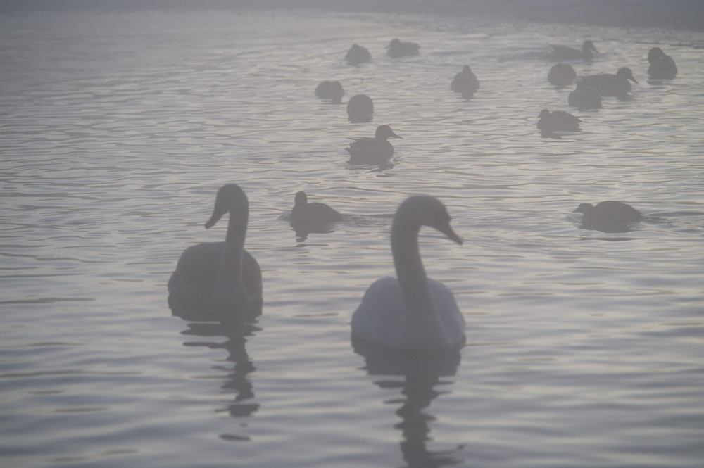 Nebel im Winter am See