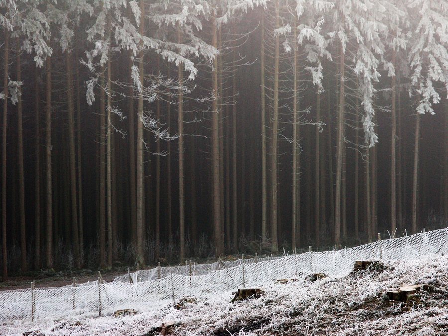 Nebel im Winter