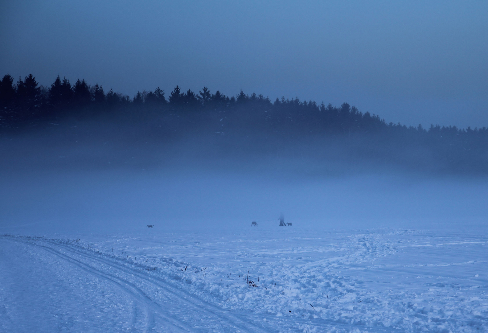 Nebel im Winter