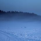 Nebel im Winter