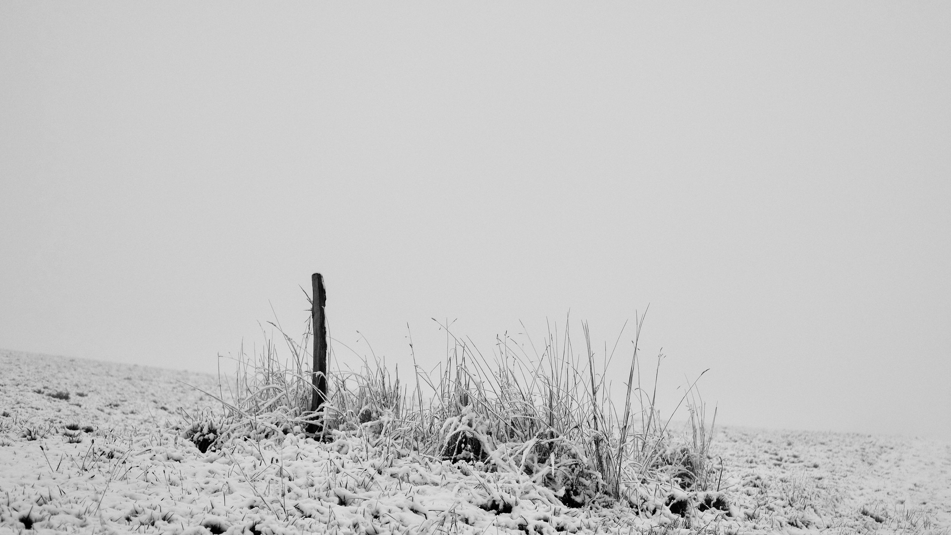 Nebel im Winter