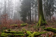 Nebel im Winterwald