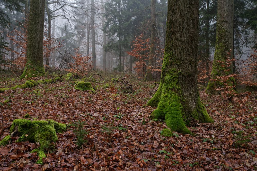 Nebel im Winterwald  (2)