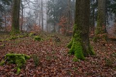 Nebel im Winterwald  (2)