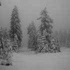 Nebel im Winterwald