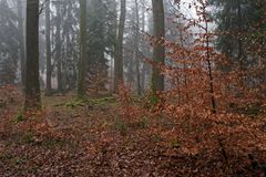 Nebel im Winterwald  (3)