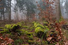 Nebel im Winterwald  (4)