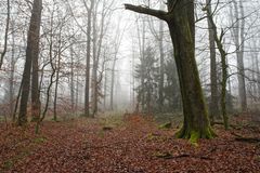 Nebel im Winterwald  (5)