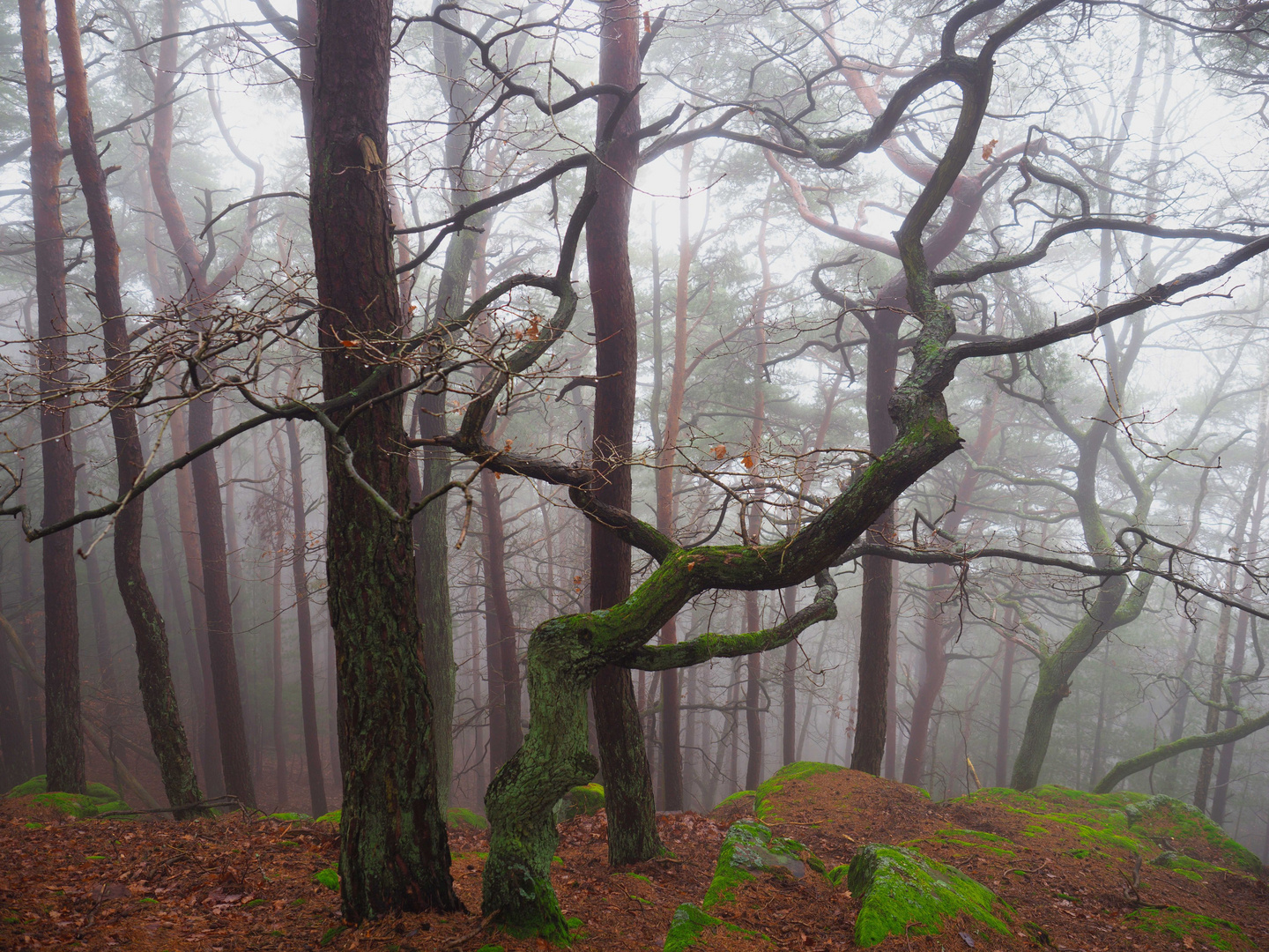 Nebel im Winterwald