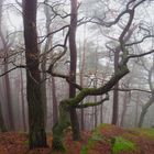 Nebel im Winterwald