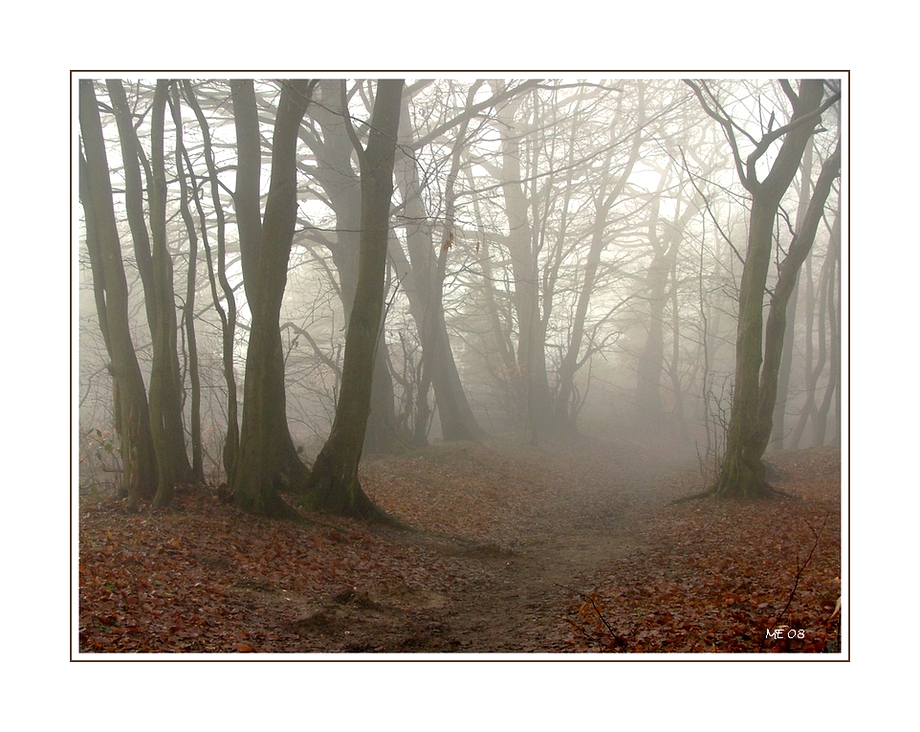 Nebel im Winterwald