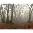 Nebel im Winterwald