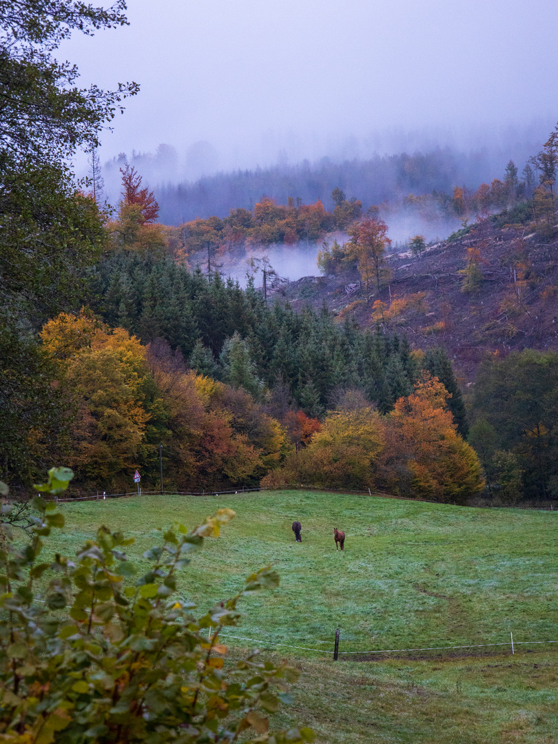 Nebel im Wittgensteiner Land 