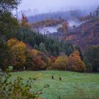 Nebel im Wittgensteiner Land 