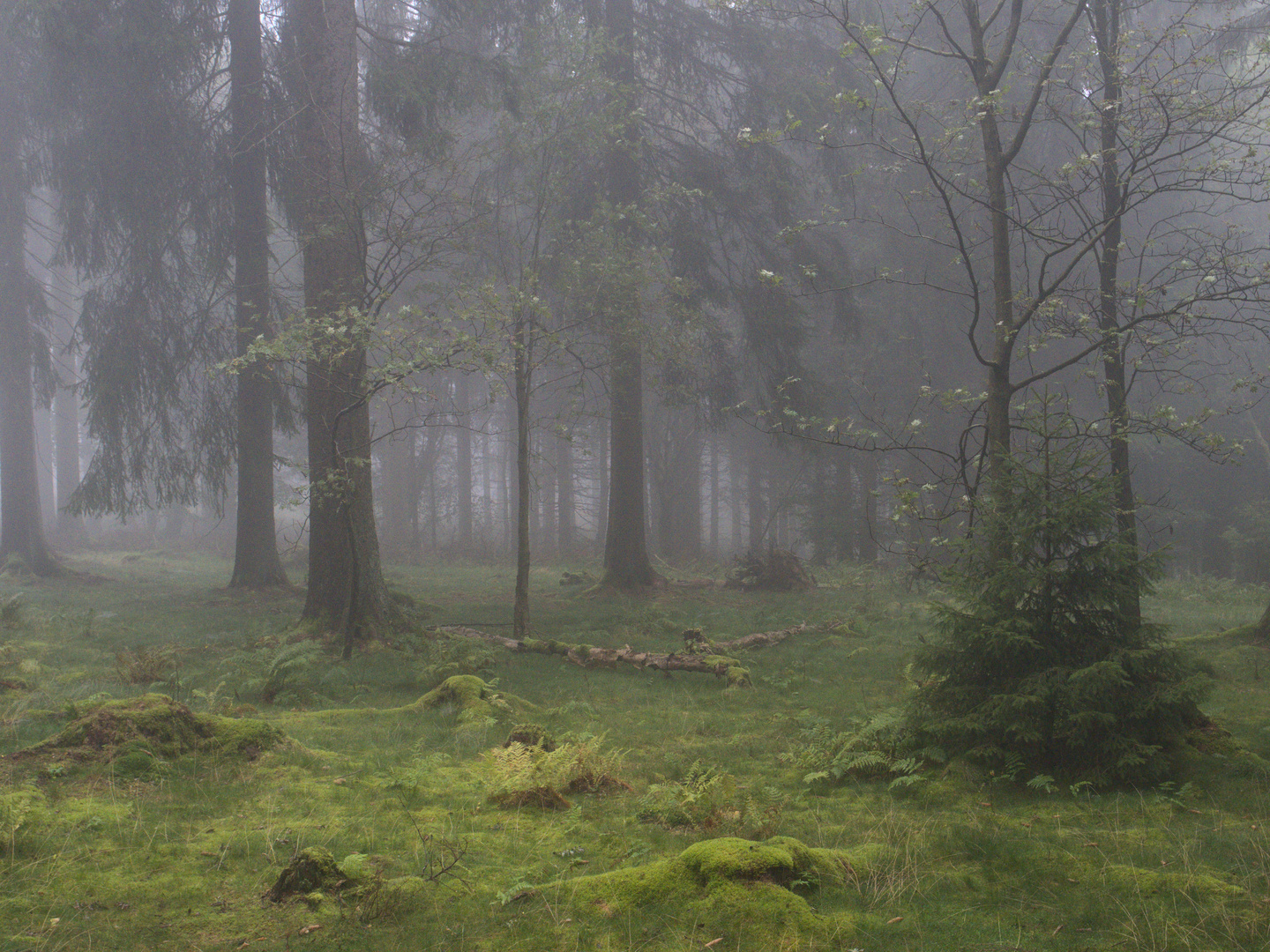 Nebel in Altastenberg