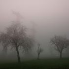 Nebel in Berau / Hotzenwald, Südschwarzwald