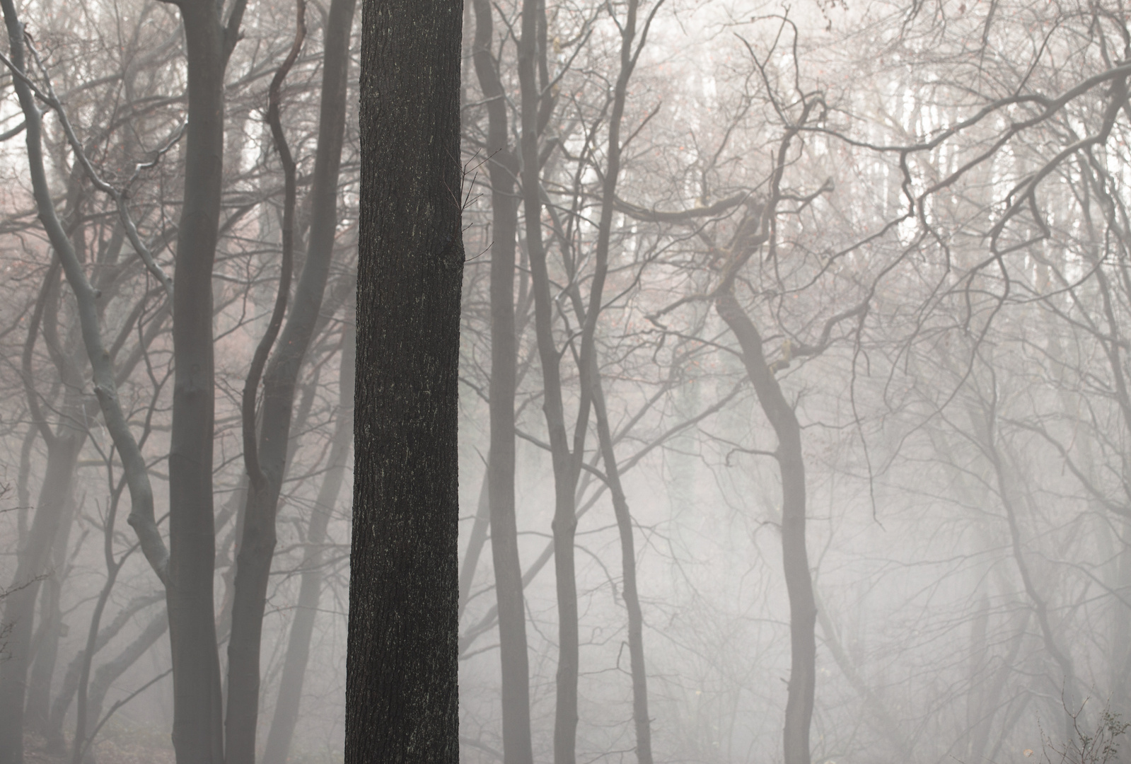 Nebel in Blomrather Wald