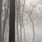 Nebel in Blomrather Wald